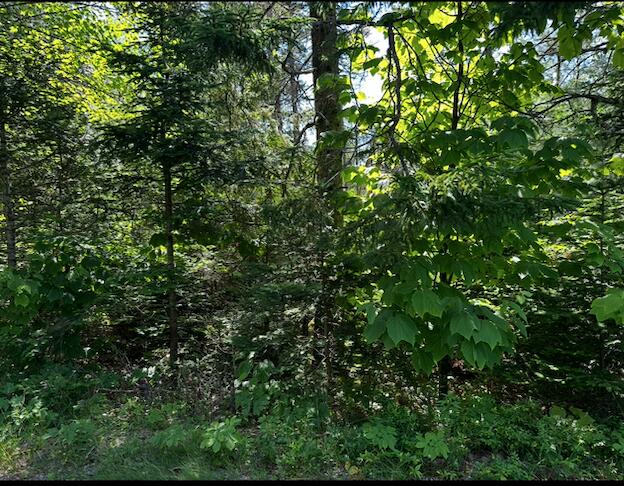 0 Flye Point, Unit LOT 3 Brooklin, ME 04616 - Photo 7 of 7