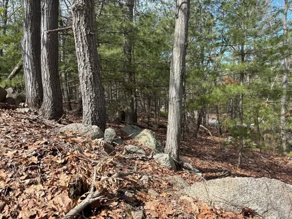 a view of a forest with trees