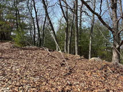 a view of a yard with large trees