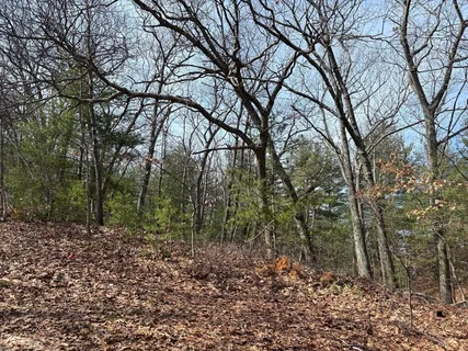 a view of a forest filled with trees