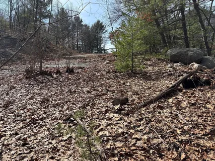 a view of a large yard with lots of green space