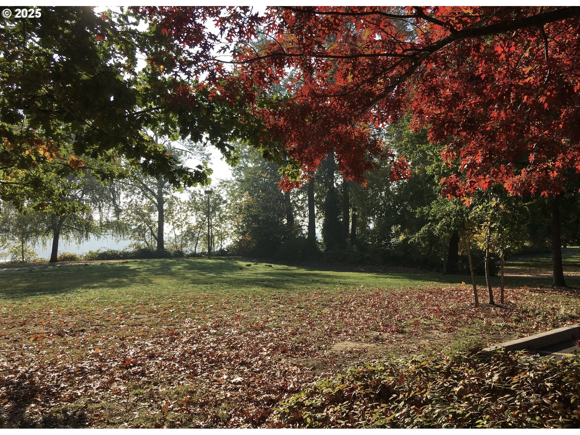 Southwest View Point Terrace Portland, OR 97239 - Photo 14 of 14 a view of a tree in a yard