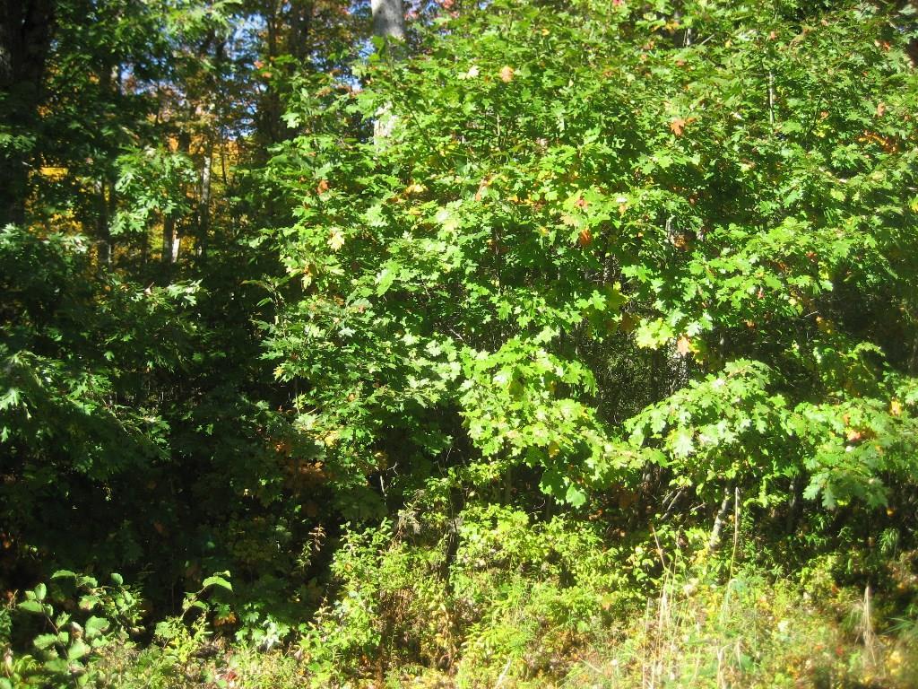 0 Billings Road Warren, ME 04864 - Photo 9 of 9 Land / Lot