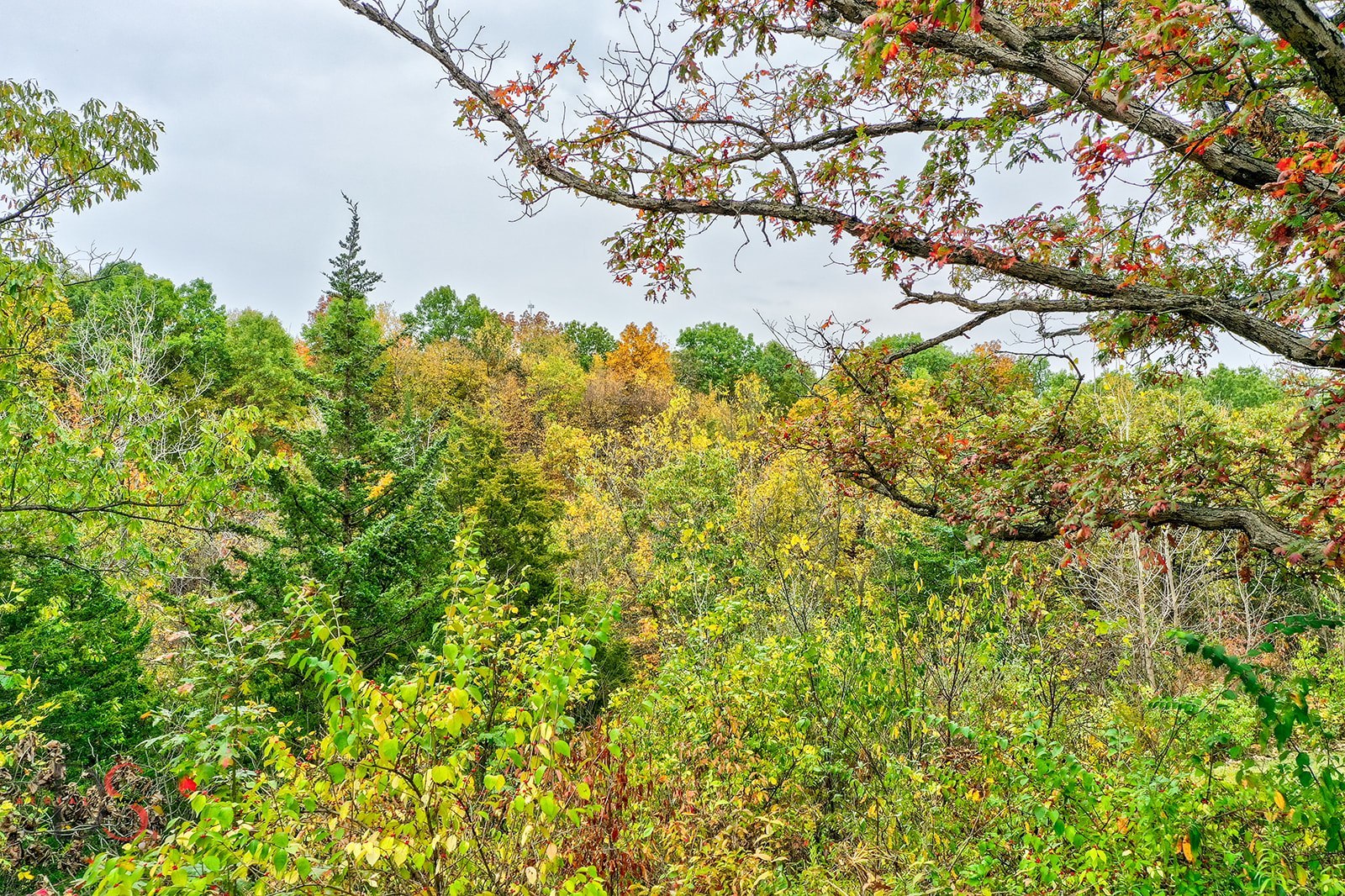 2834 East 2525th Road Marseilles, IL 61341 - Photo 31 of 31 a yard with a tree
