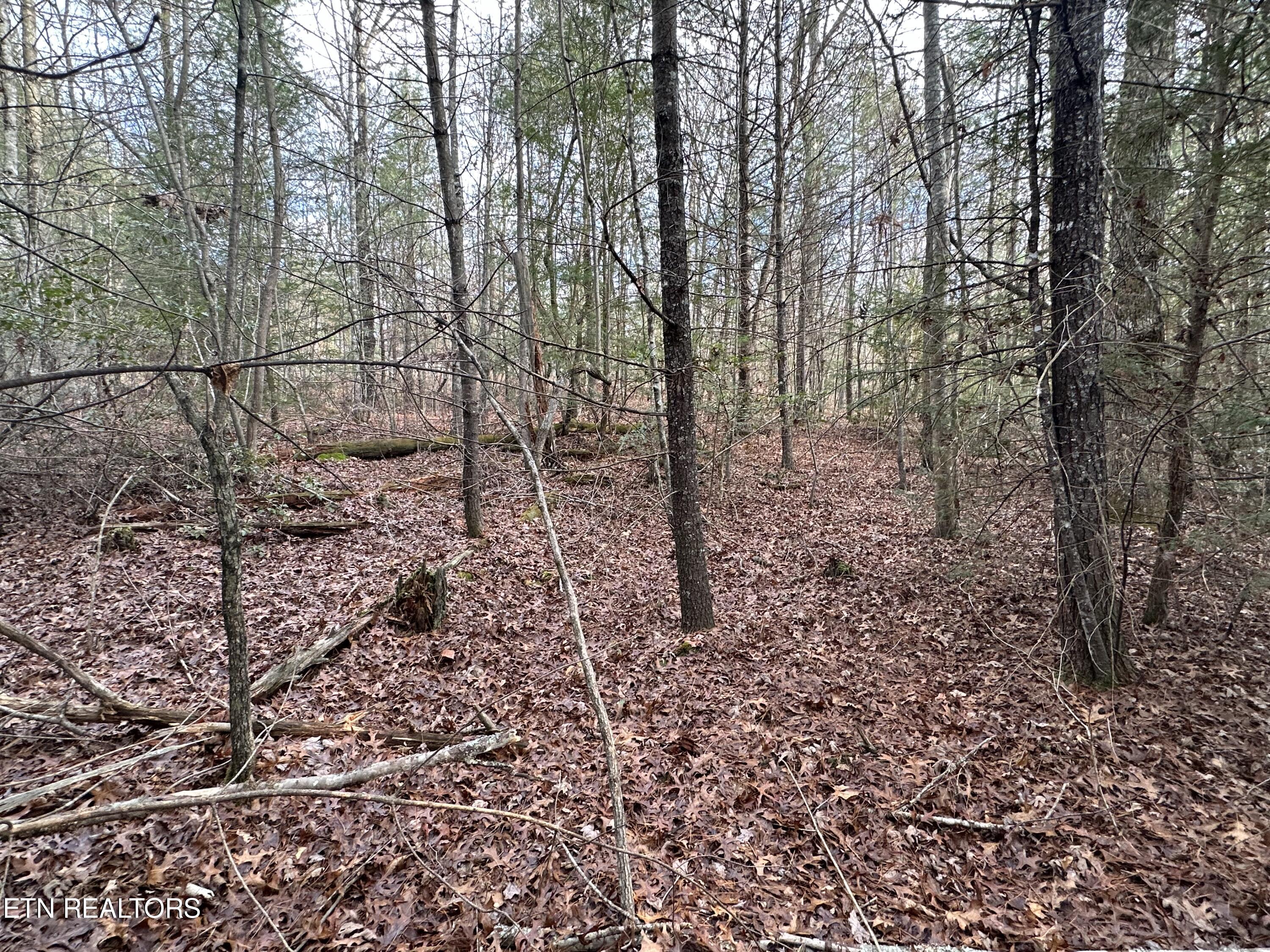 Rankin Road Deer Lodge, TN 37726 - Photo 11 of 15 1895A1C9-B200-45C3-93E4-0A5D7130C568