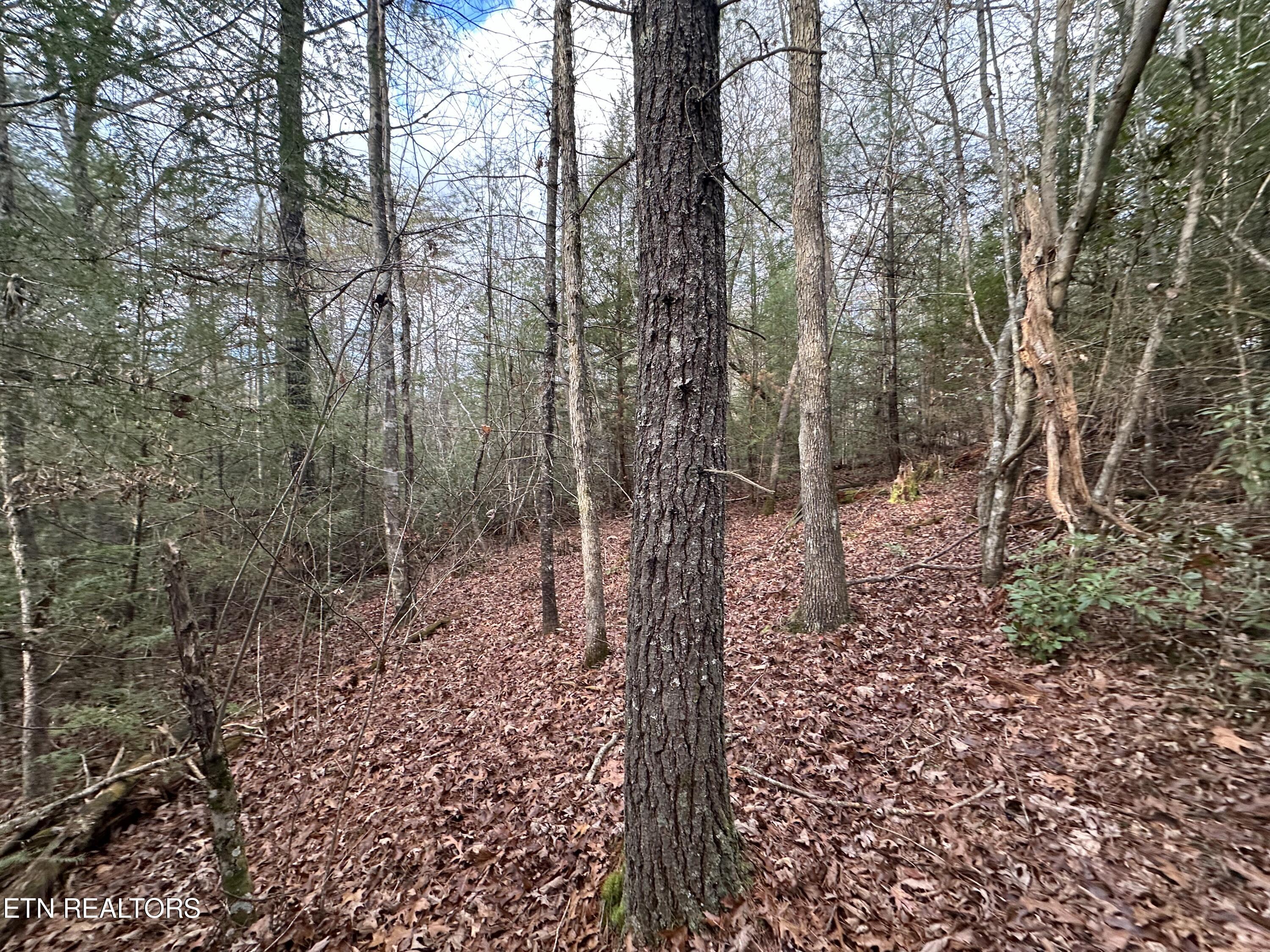 Rankin Road Deer Lodge, TN 37726 - Photo 12 of 15 D15A82FA-6A2B-454C-8E20-8CF1F7206F76