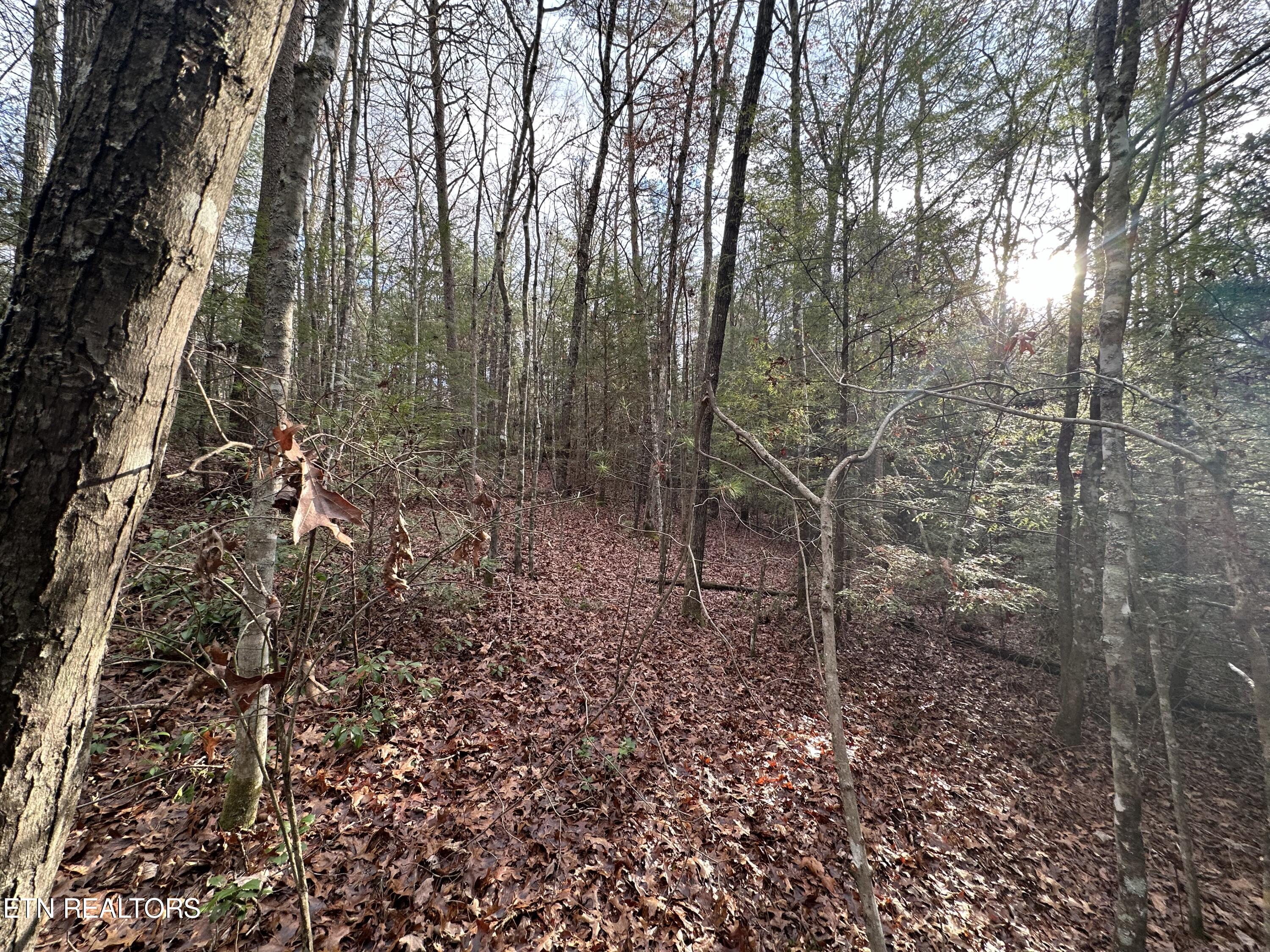 Rankin Road Deer Lodge, TN 37726 - Photo 13 of 15 A7EEFAA8-E808-4EDF-816D-DB47CBC22CBE