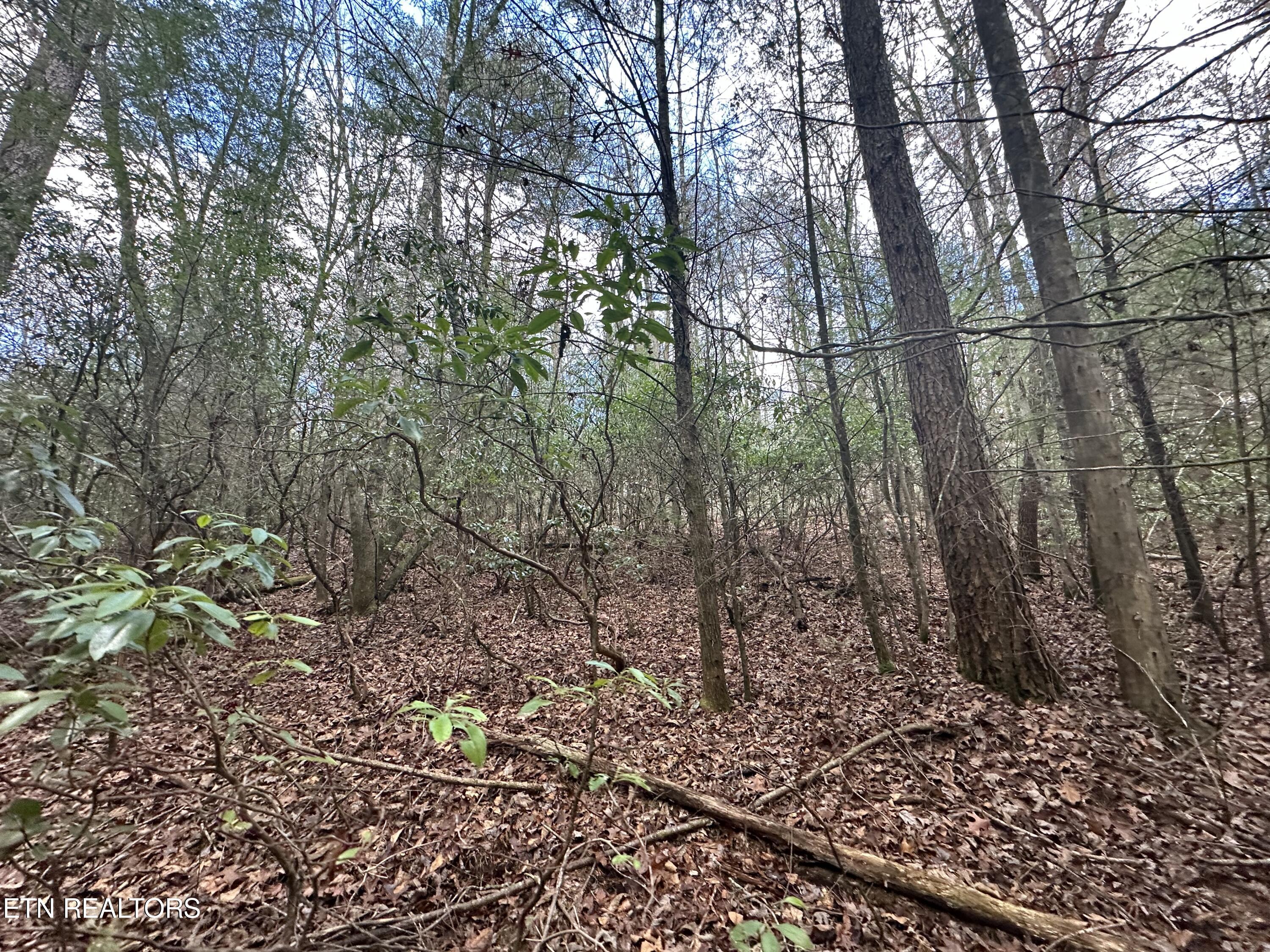 Rankin Road Deer Lodge, TN 37726 - Photo 14 of 15 B27A0820-5C5A-48F4-820C-CD2C37EBFF8B