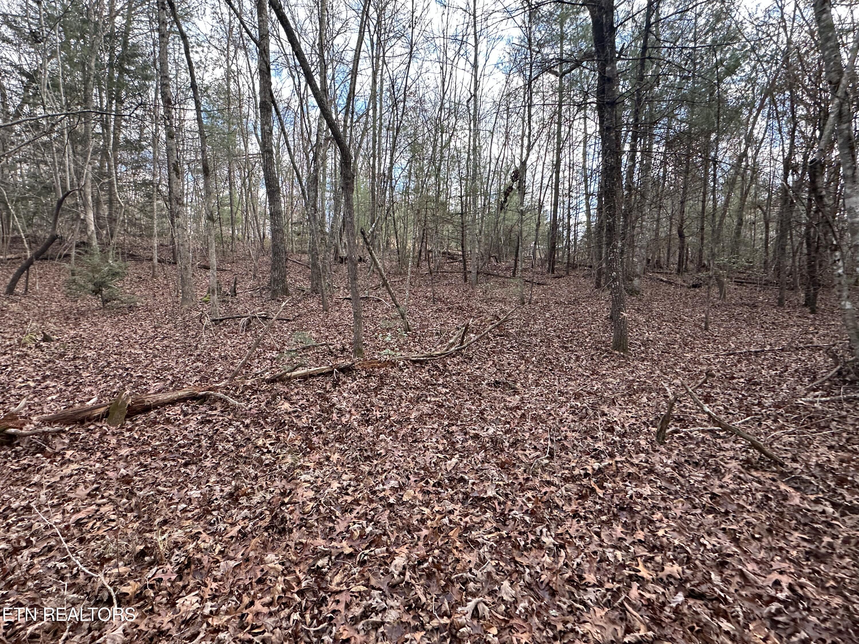 Rankin Road Deer Lodge, TN 37726 - Photo 2 of 15 7D4C75D5-46C4-466A-8F7B-5AB3D78003FD