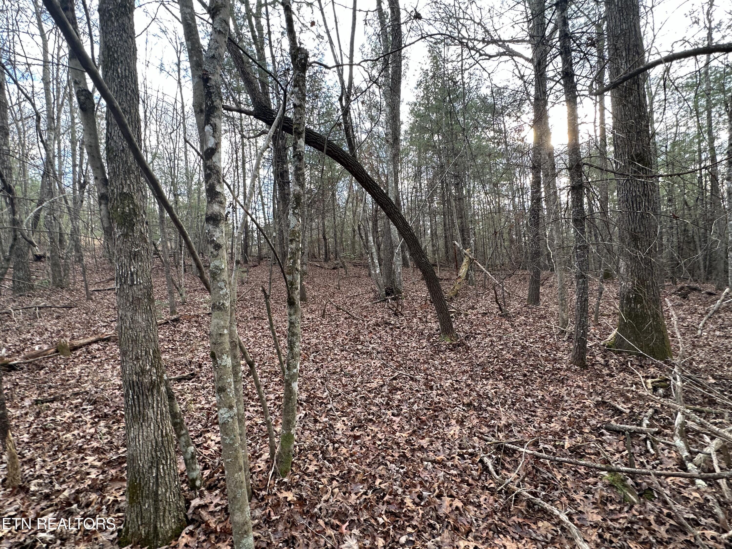 Rankin Road Deer Lodge, TN 37726 - Photo 3 of 15 FB5177D5-589C-42D7-9B9C-486274153A77