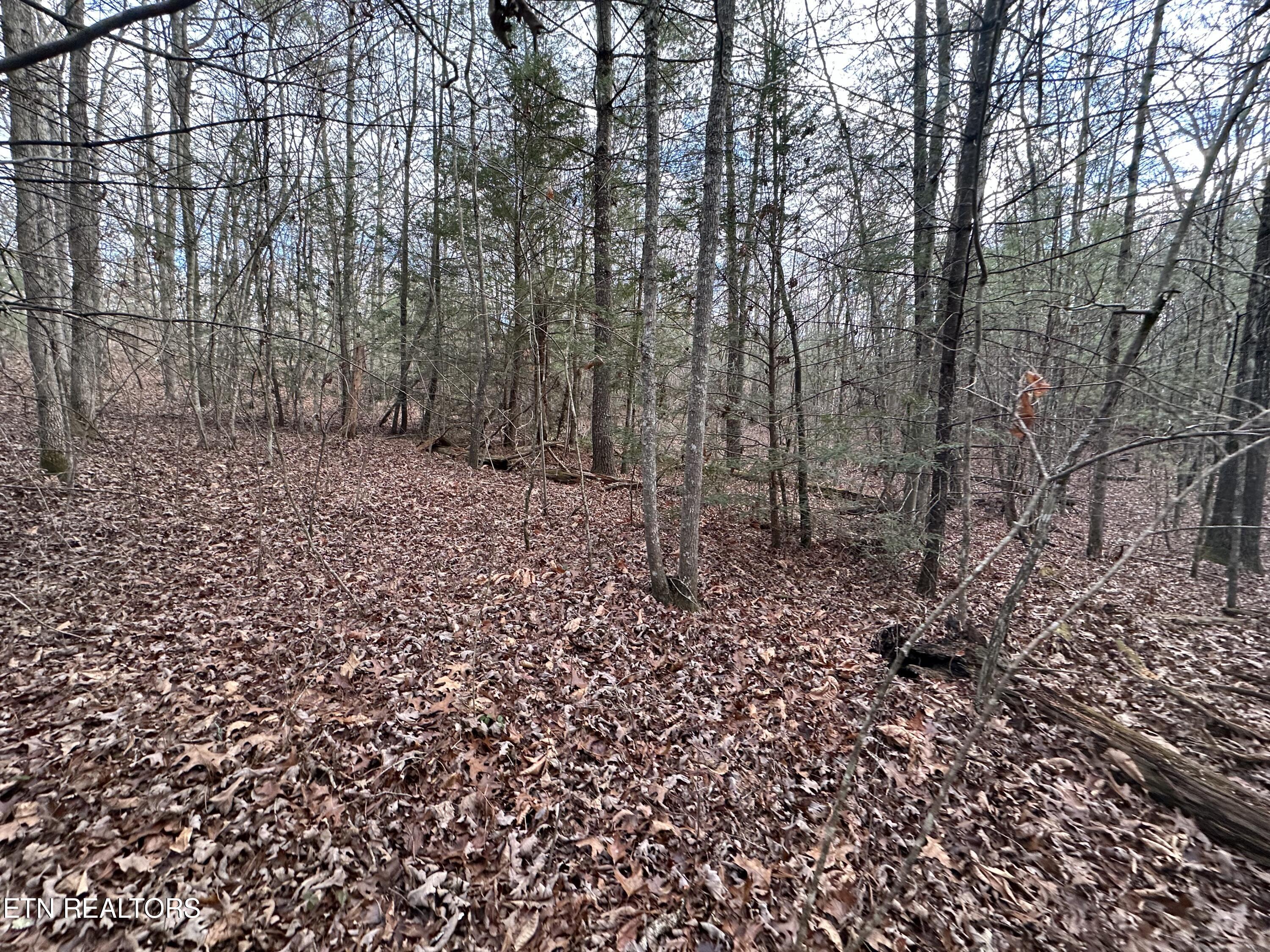 Rankin Road Deer Lodge, TN 37726 - Photo 4 of 15 FD19DF49-A79A-42FC-B4AF-2BB3FDAB99EC