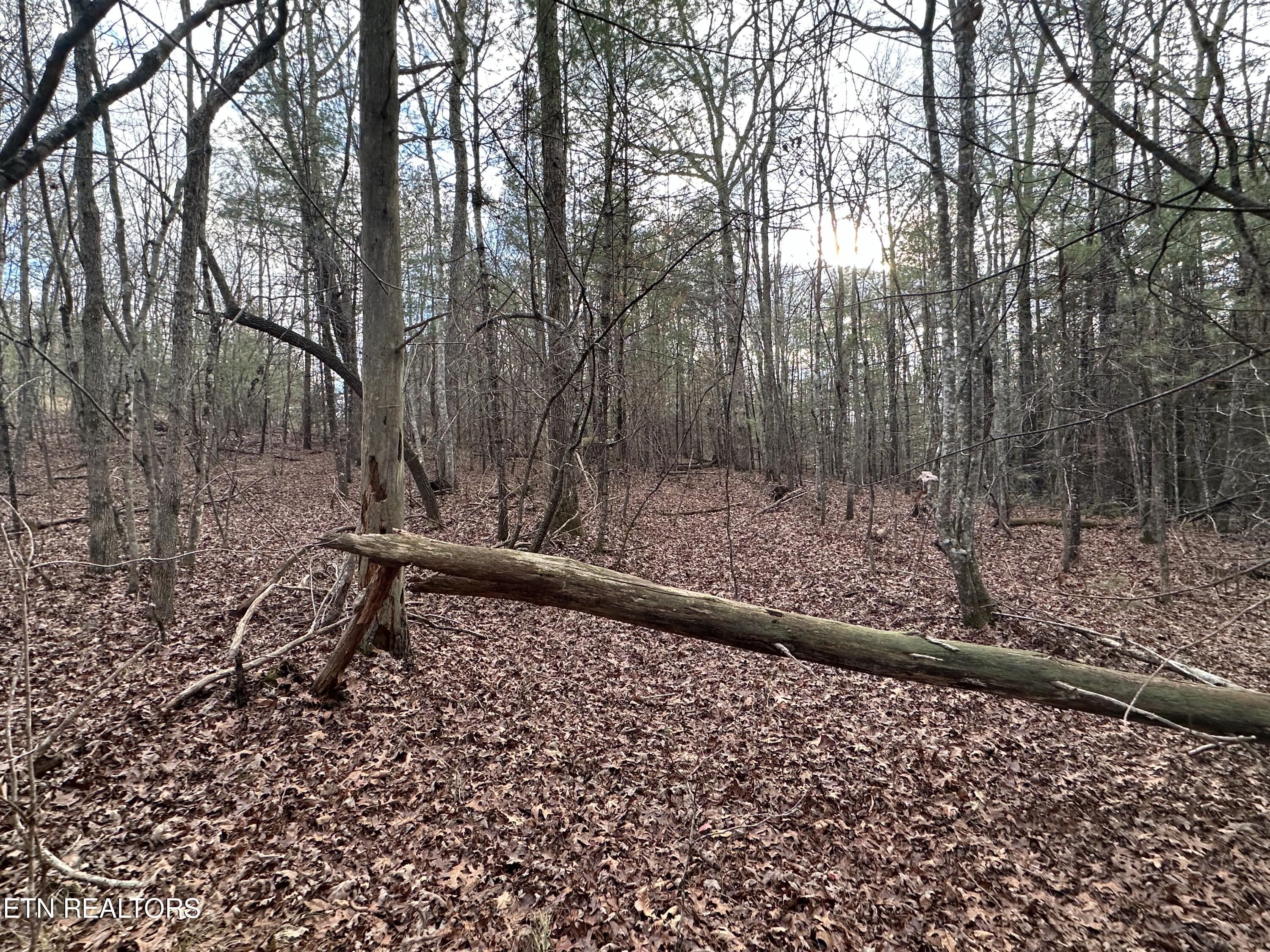 Rankin Road Deer Lodge, TN 37726 - Photo 5 of 15 80A3F17E-2B58-4243-BF31-F423B66343A4