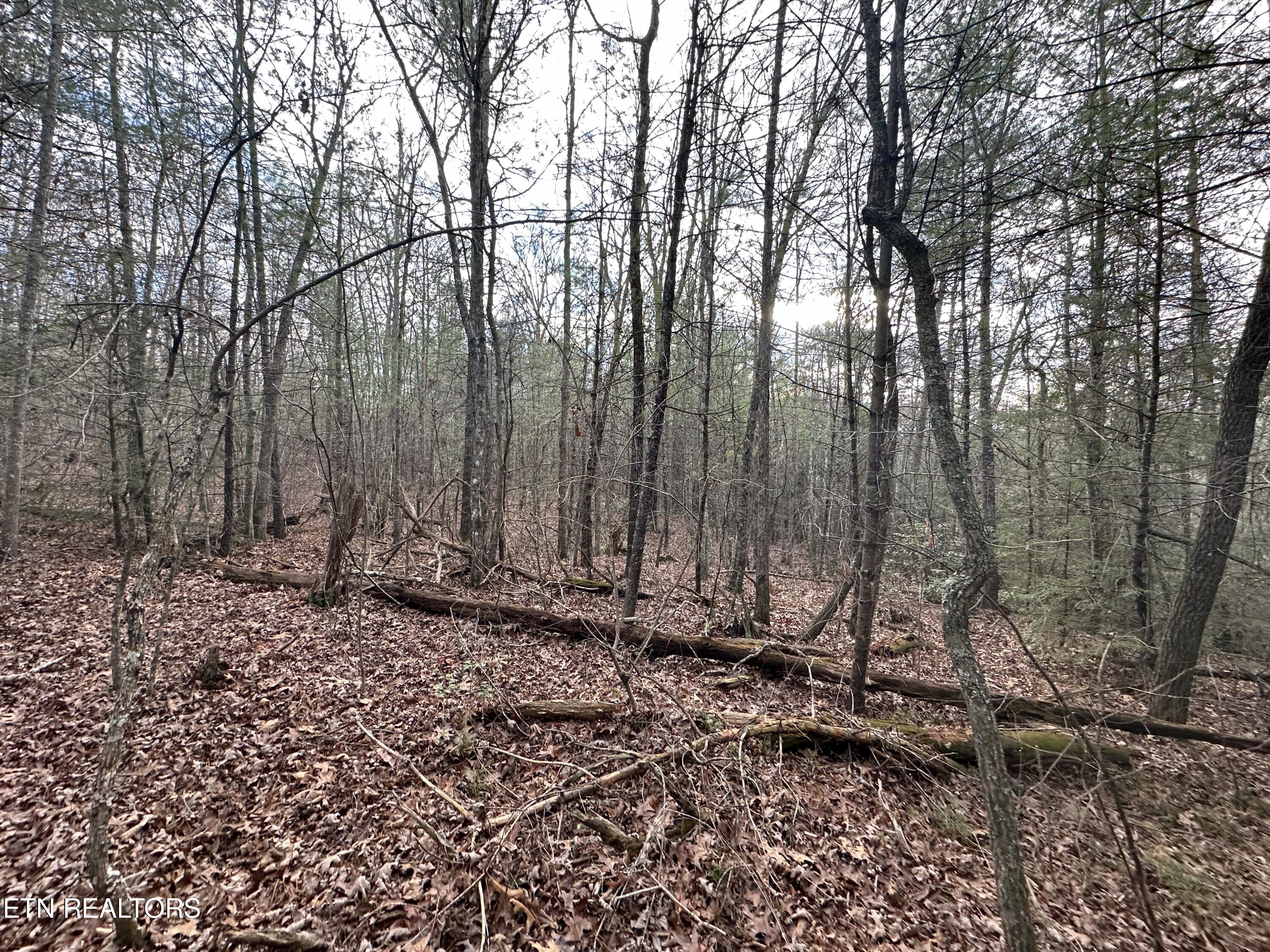 Rankin Road Deer Lodge, TN 37726 - Photo 6 of 15 3A6B0147-F50A-4874-9687-3DEBDED6C9E8