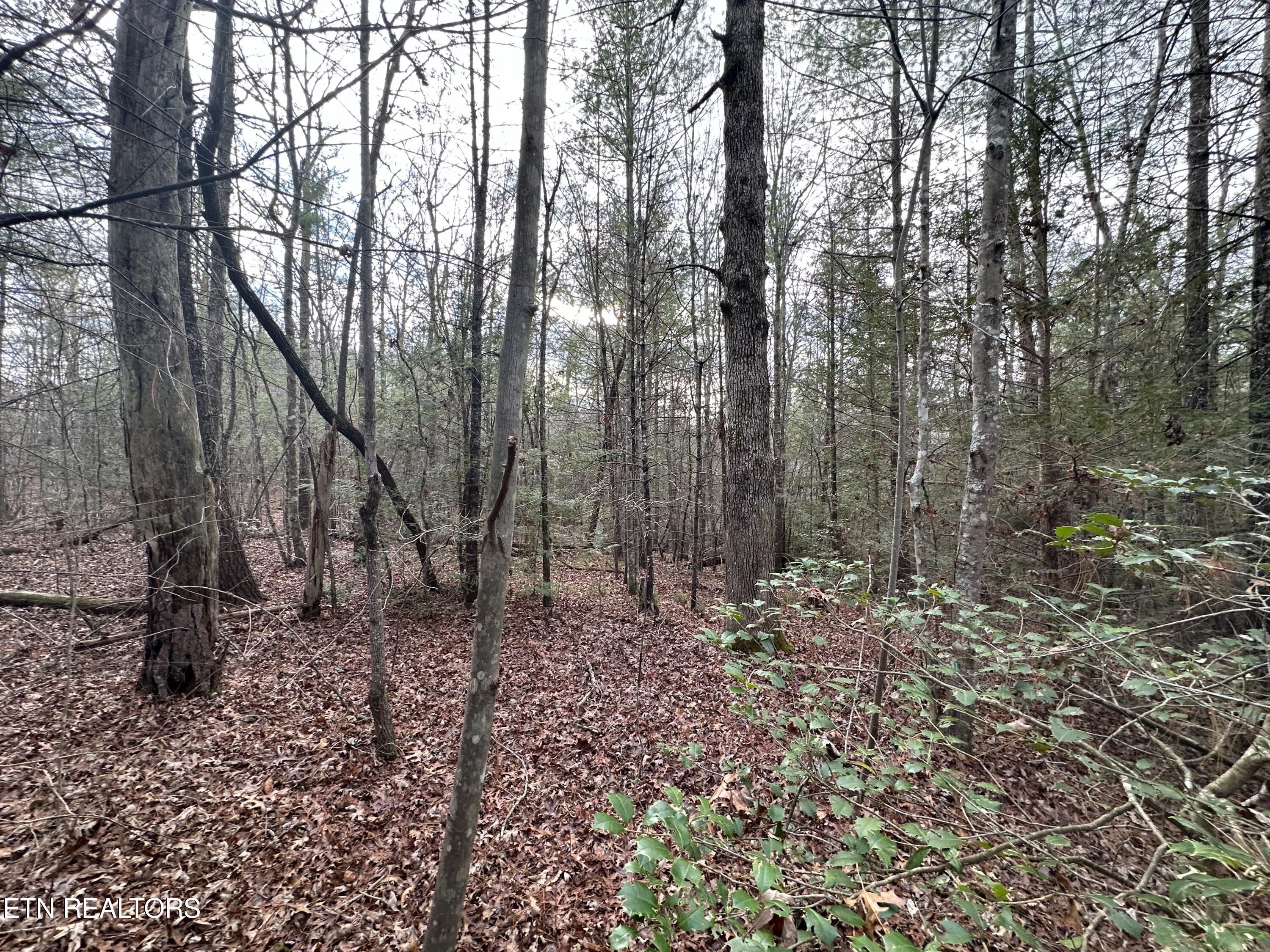 Rankin Road Deer Lodge, TN 37726 - Photo 7 of 15 D8182564-BD2A-4351-ABAB-8ED8F2A00D57