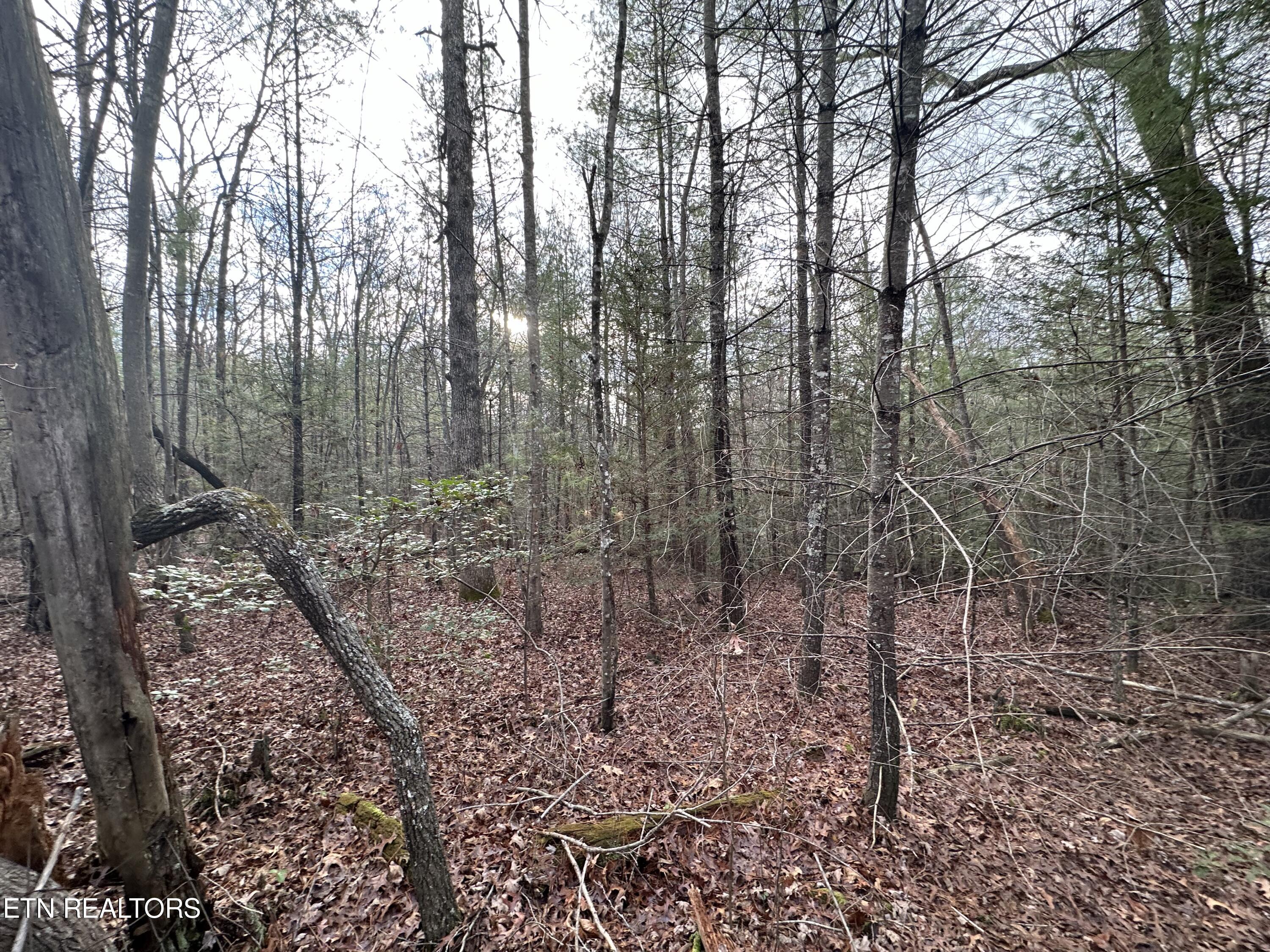 Rankin Road Deer Lodge, TN 37726 - Photo 8 of 15 FFCDE6DD-2731-4A65-A5E6-AD4BCFB2166B