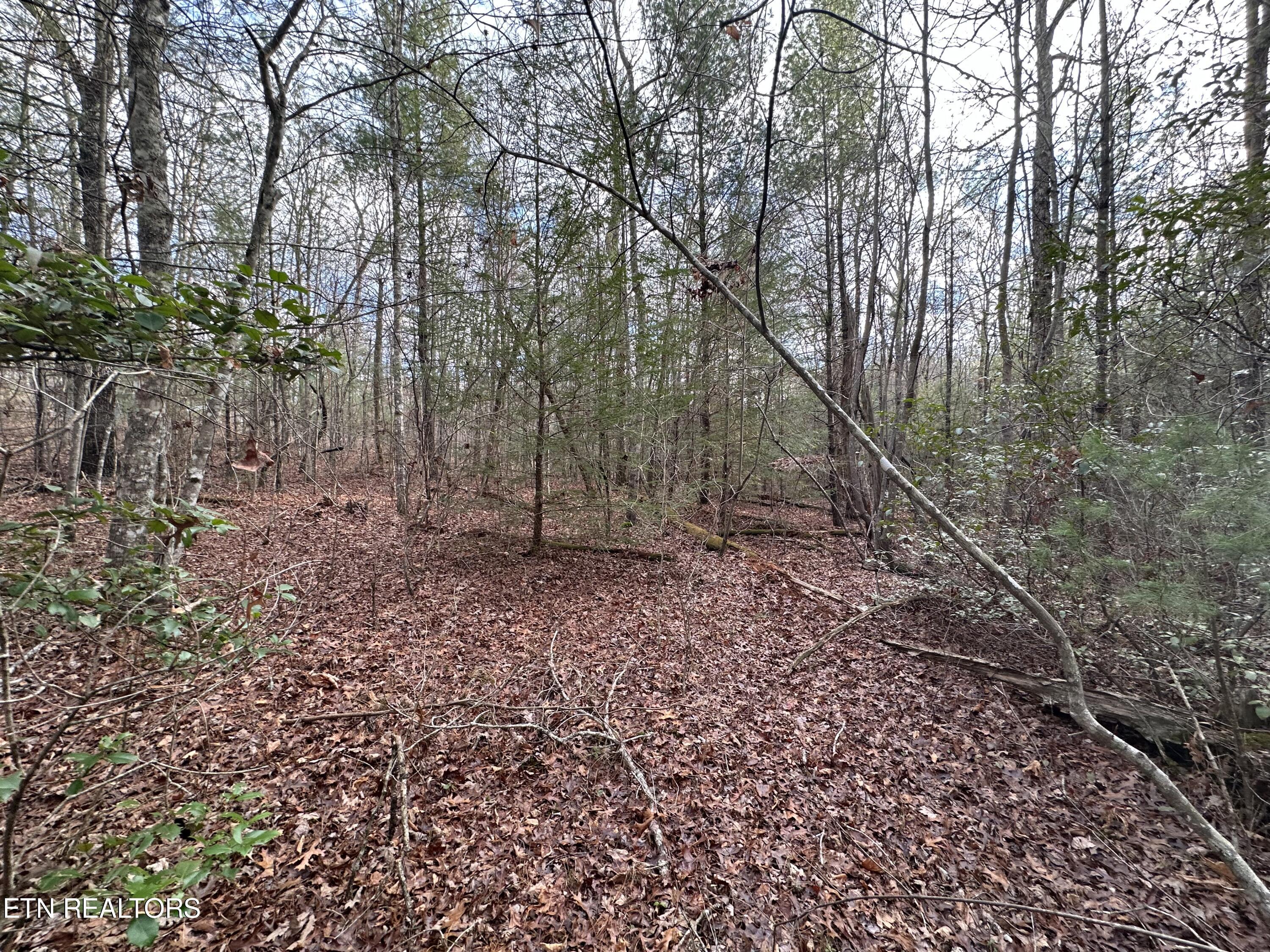 Rankin Road Deer Lodge, TN 37726 - Photo 9 of 15 ECC2FCF9-702C-4C4F-A411-662F8DDEF701