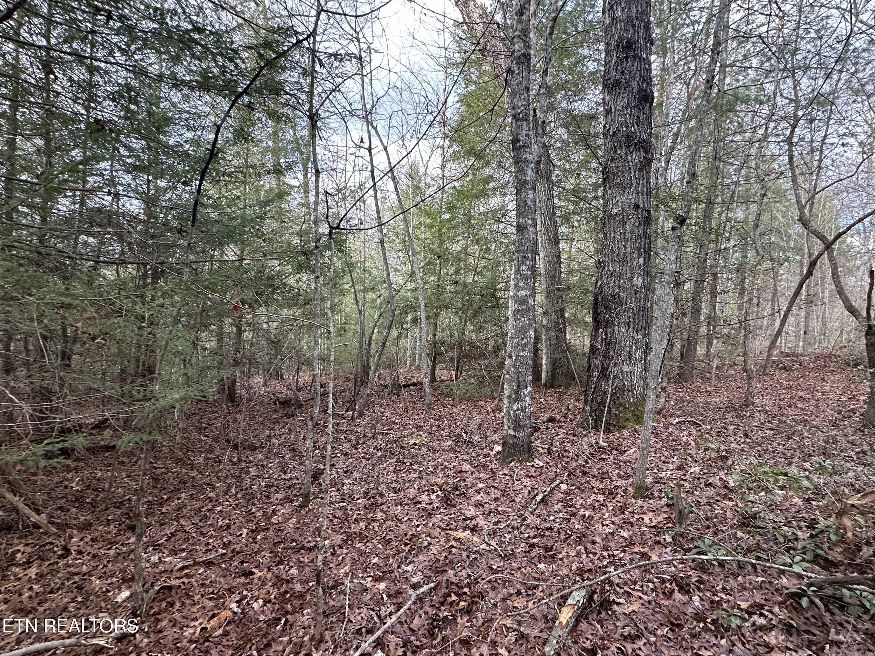 Rankin Road Deer Lodge, TN 37726 - Photo 10 of 15 10A5284F-15C9-48C6-BBBD-7CA951520531