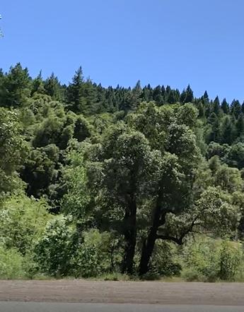 0 Donkey Mine Road Oak Run, CA 96069 - Photo 11 of 12 131_Acres_from_Turnout