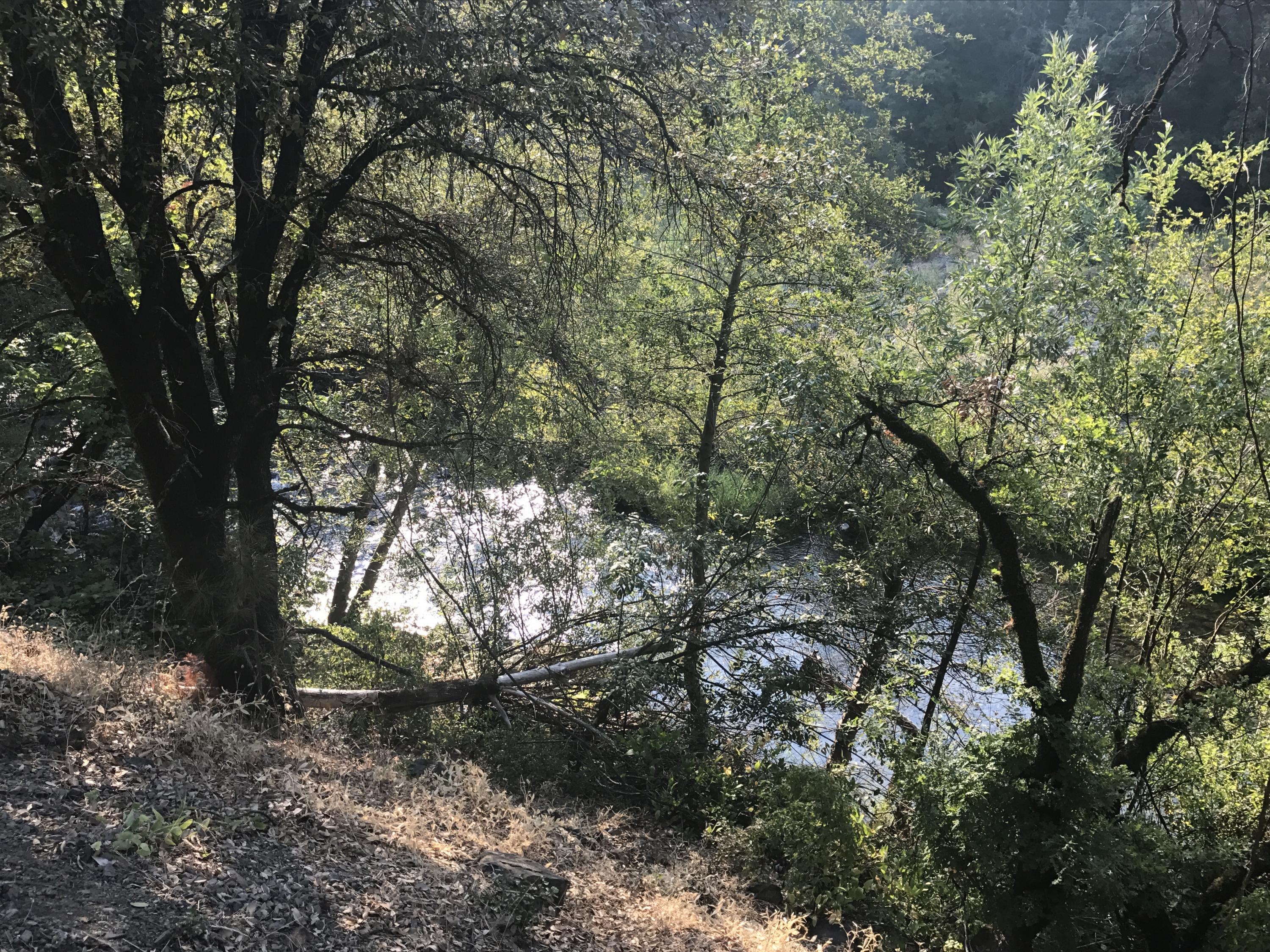 0 Donkey Mine Road Oak Run, CA 96069 - Photo 9 of 12 131 Creek through the trees