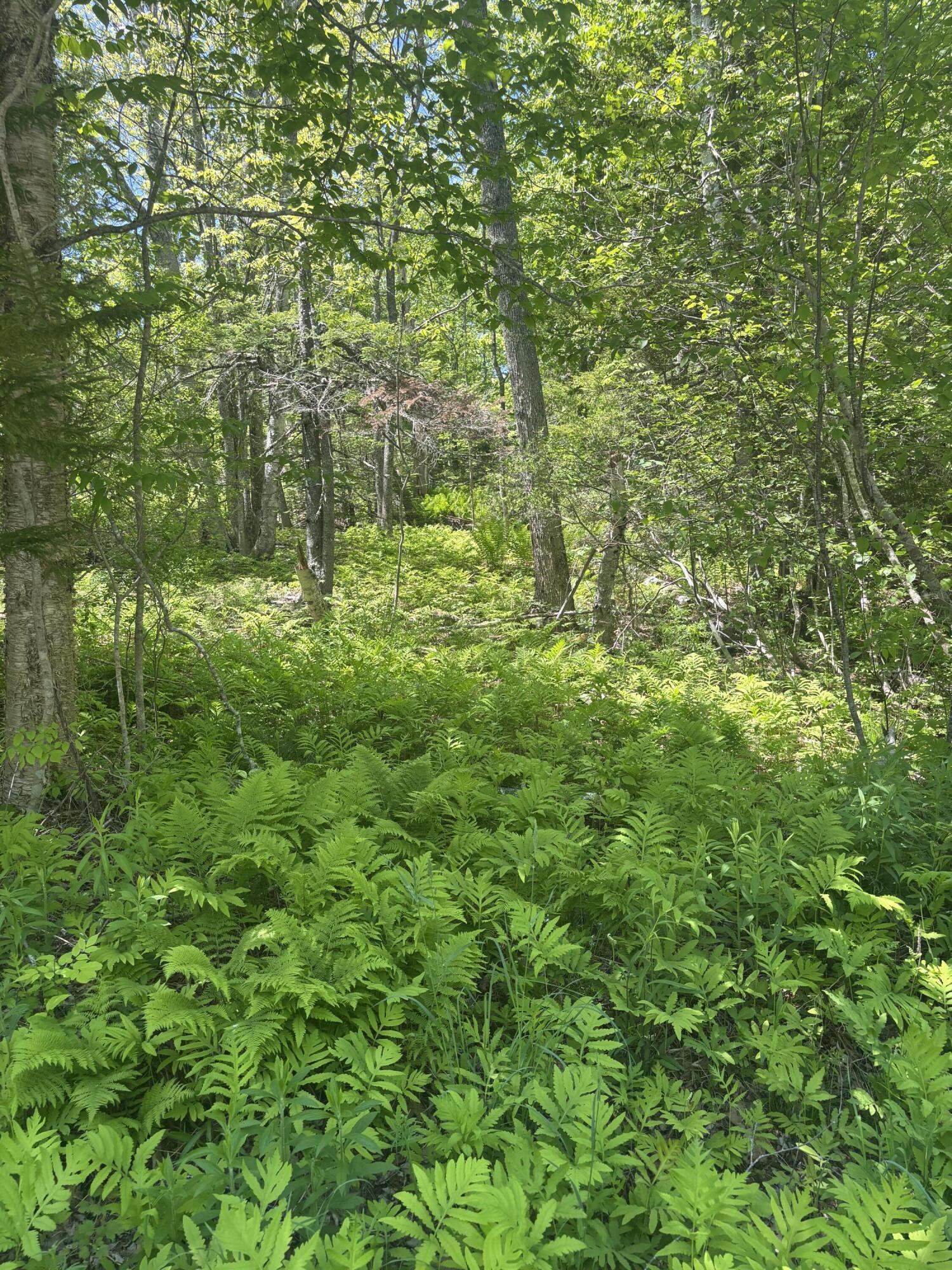 954 Cape Rosier Road Brooksville, ME 04642 - Photo 6 of 7