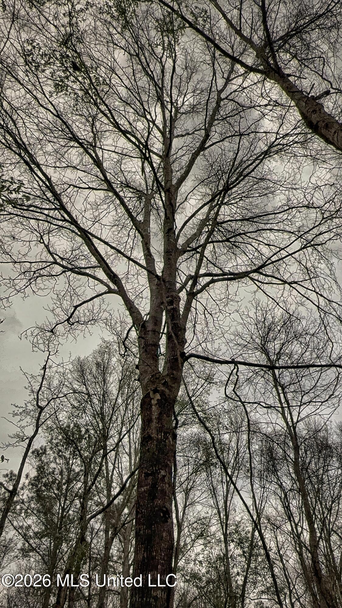 4068 6 Mile Road Crystal Springs, MS 39059 - Photo 28 of 36 FullSizeRender-31