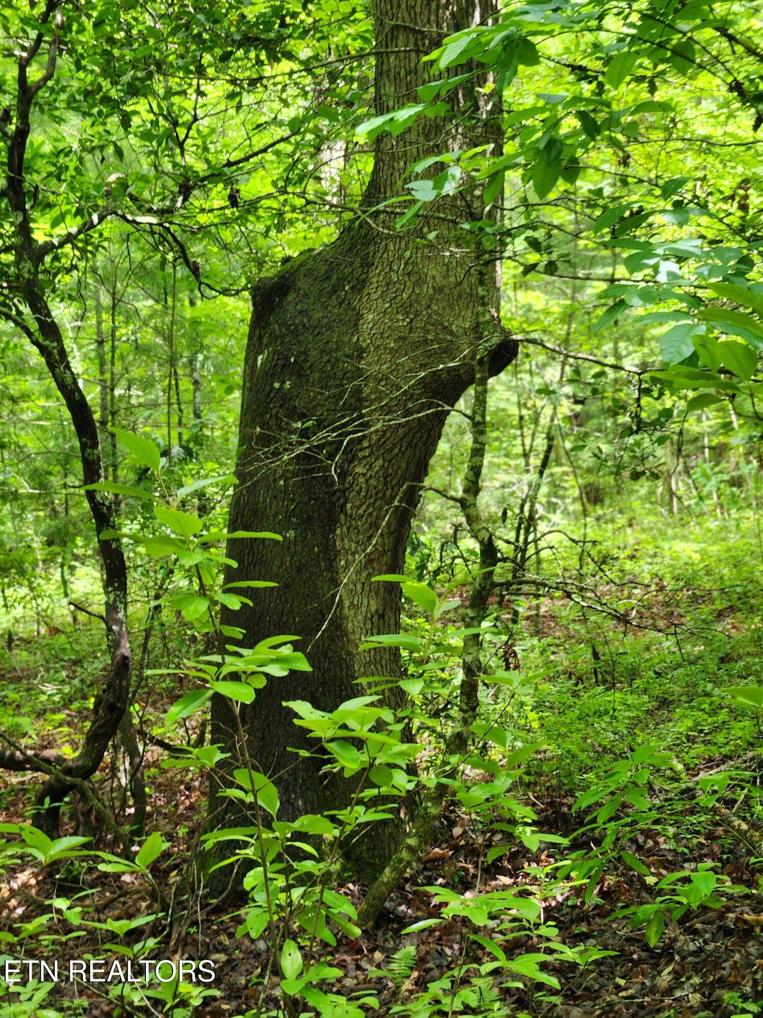 108 Gold Miners Road Tellico Plains, TN 37385 - Photo 34 of 35 4 acres of woods