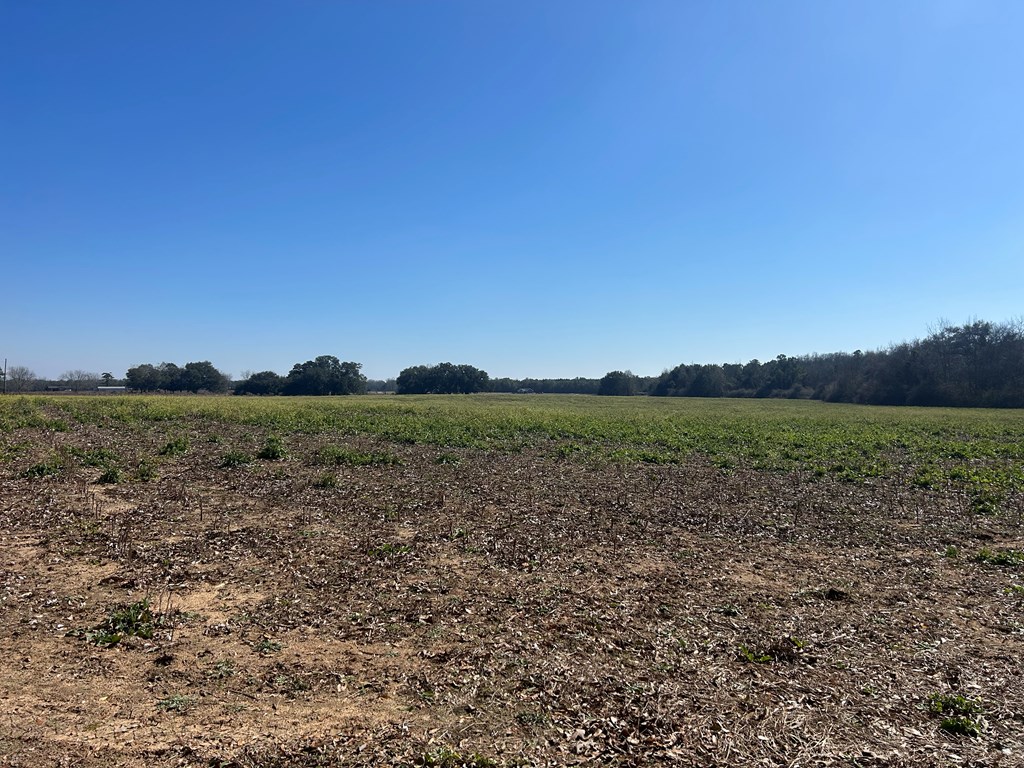 31.5-ac 31.5-ac Rammer Loop Road Dothan, AL 36301 - Photo 46 of 49