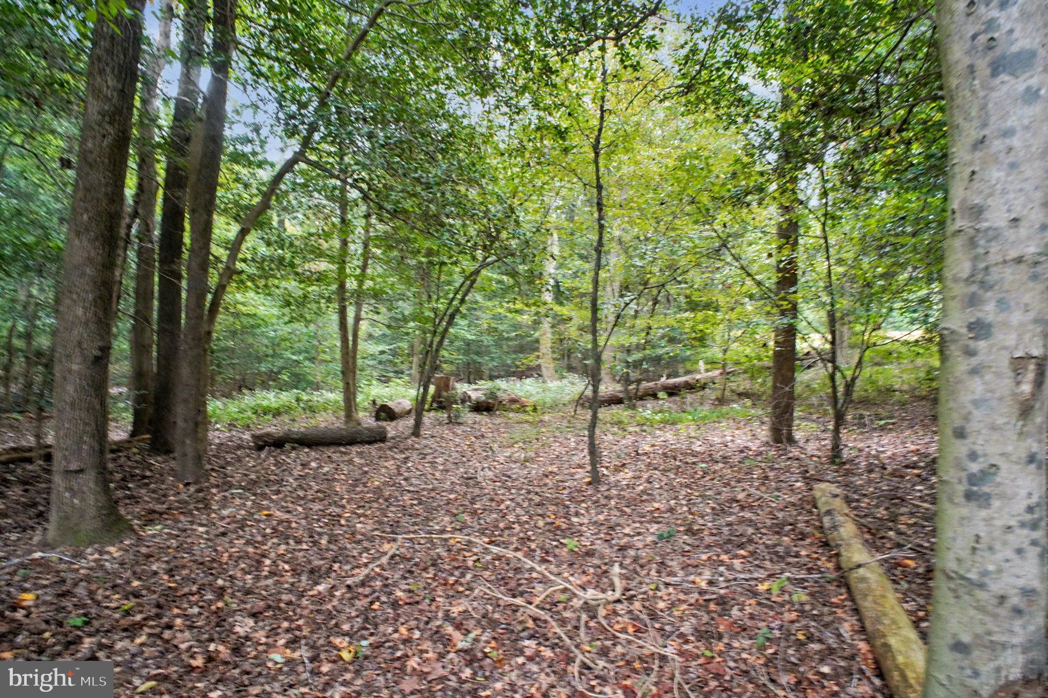88 Carter Way Montross, VA 22520 - Photo 42 of 68 a view of a forest filled with trees