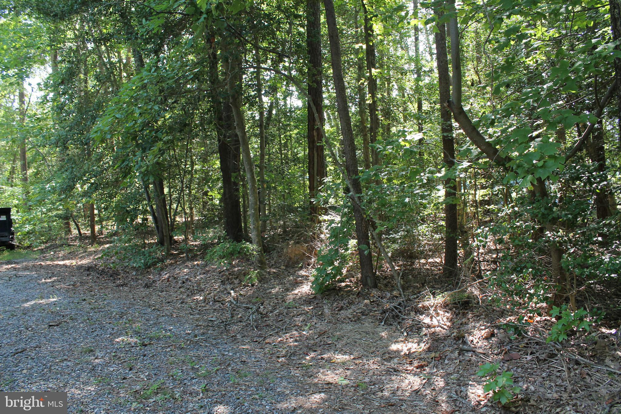 88 Carter Way Montross, VA 22520 - Photo 48 of 68 a view of a forest with trees in the background