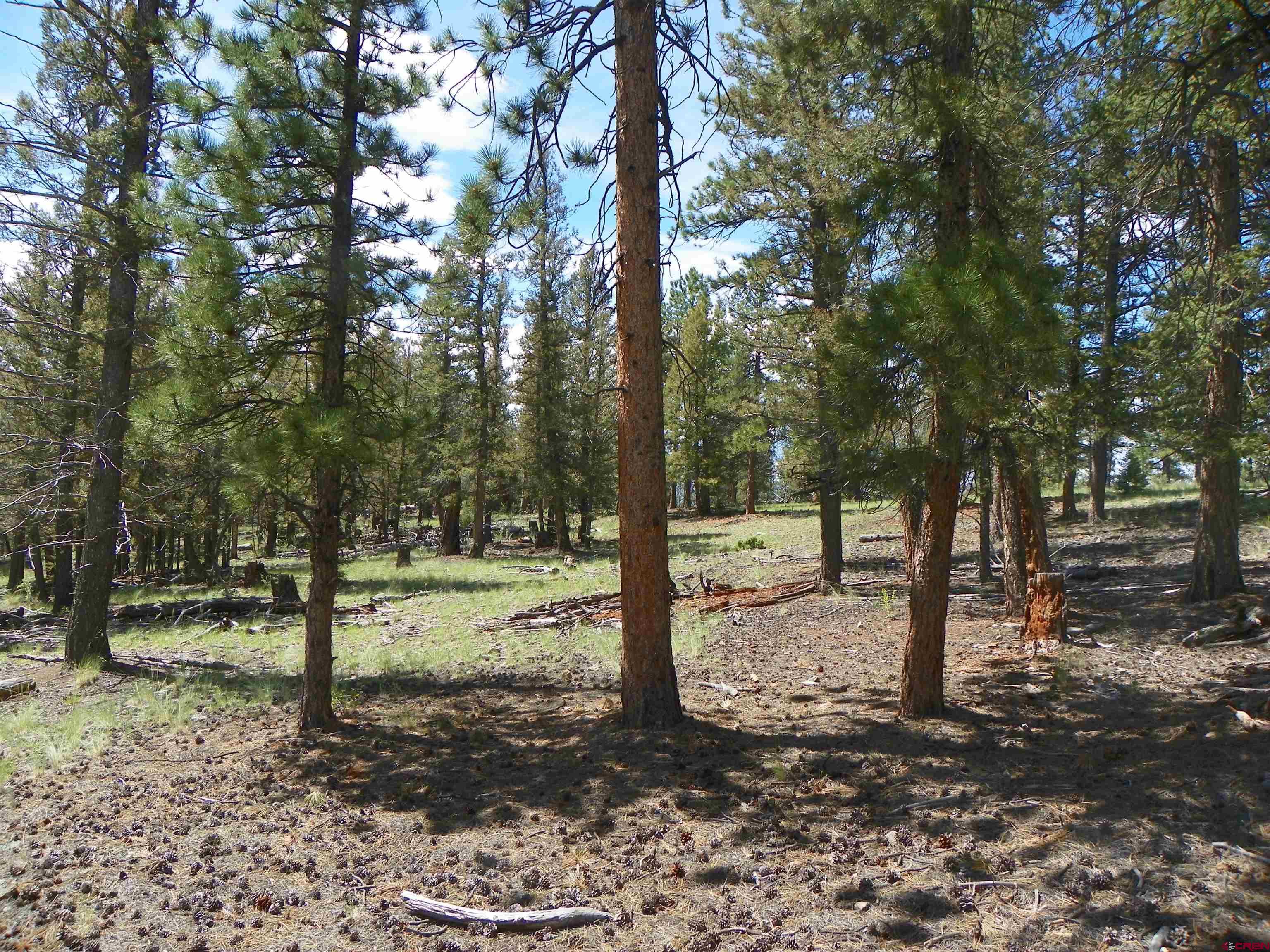 Tbd County Road South Saguache, CO 81149 - Photo 11 of 16 a view of a yard with trees