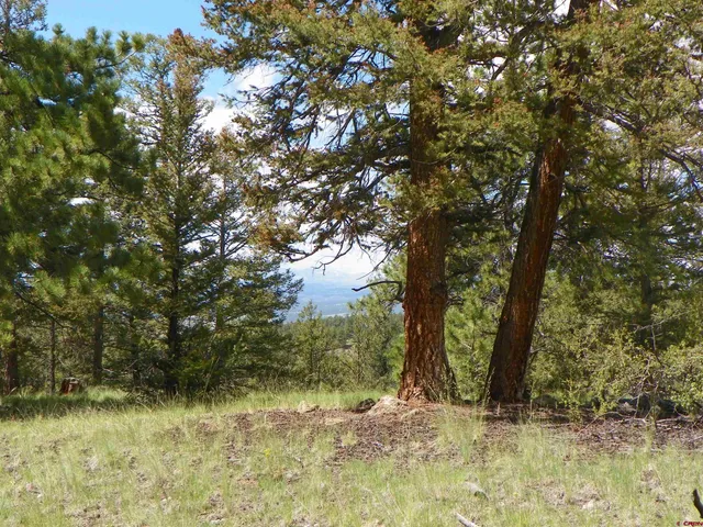 a view of tree covered with tall trees