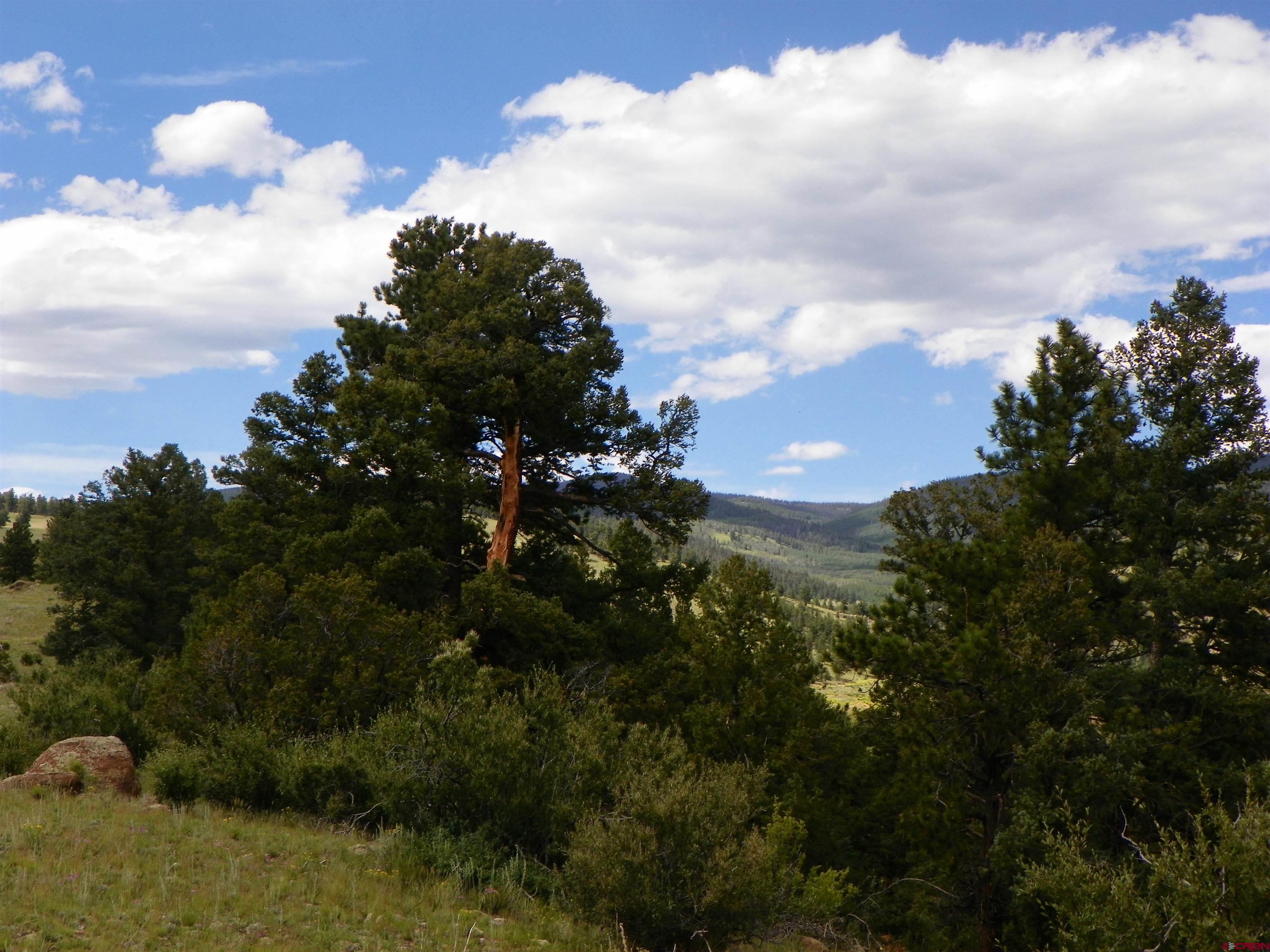 Tbd County Road South Saguache, CO 81149 - Photo 3 of 16 a view of a bunch of trees