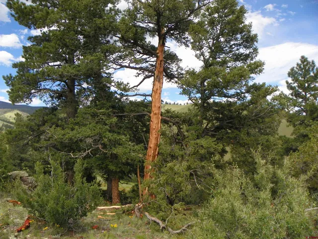 a close up of a tree