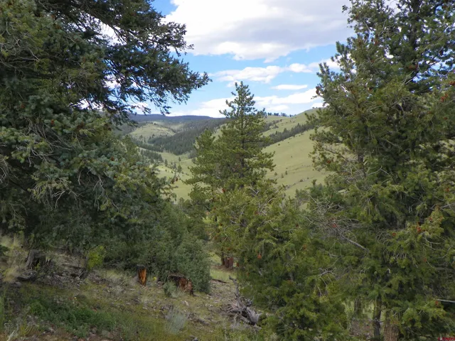 a view of a tree with a yard