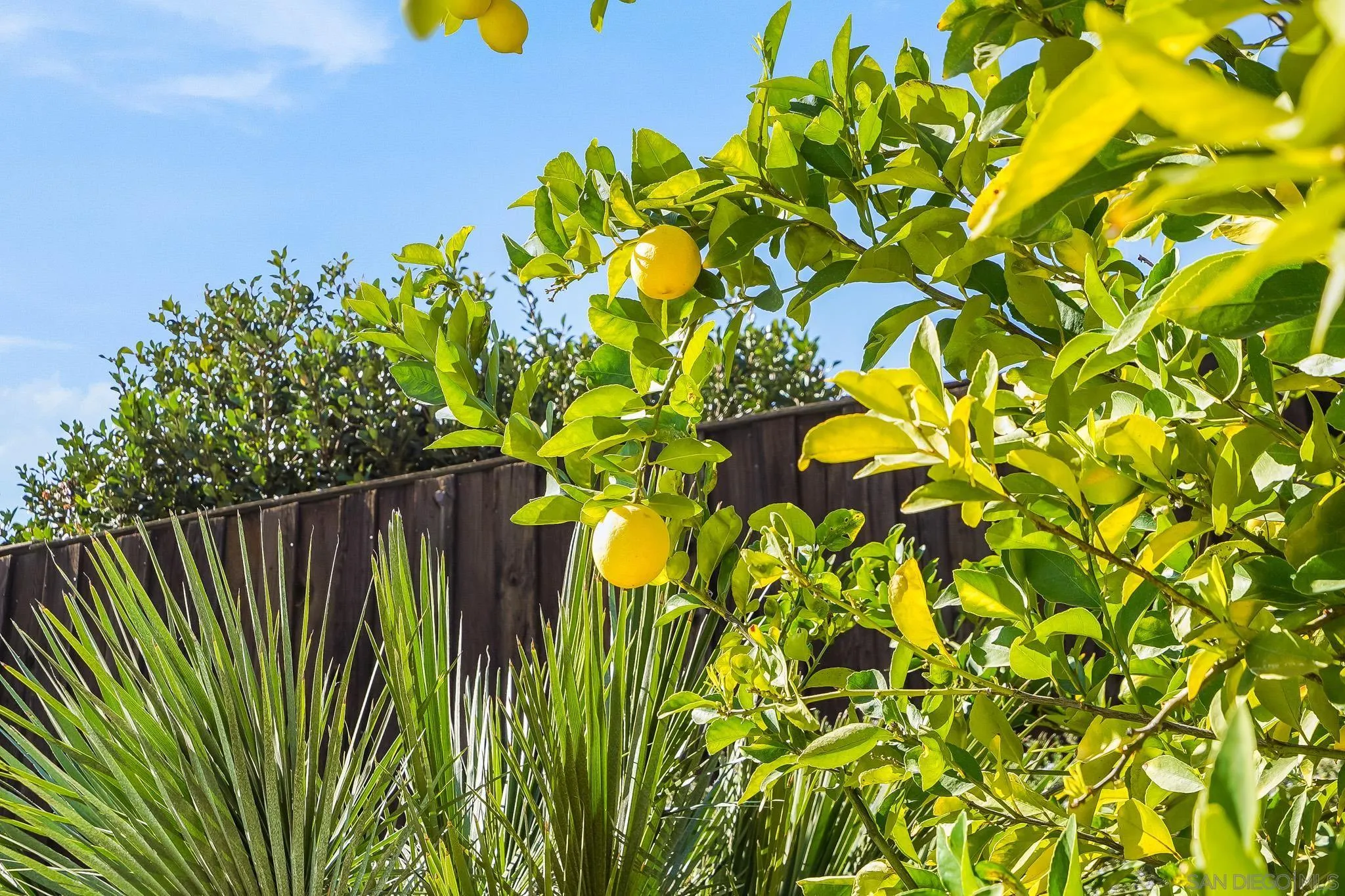1520 Ransom Place Riverside, CA 92506 - Photo 25 of 33 a close up of a plant in a garden