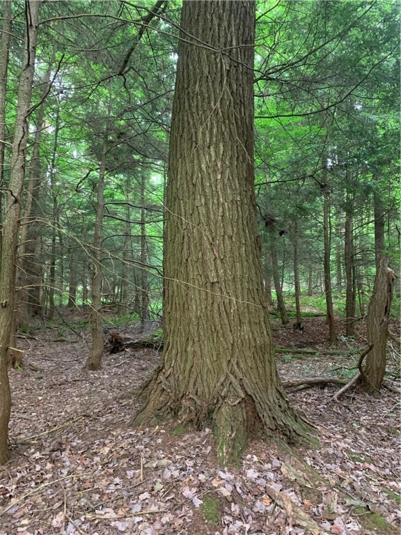 0 Windfall Road Ulysses, PA 16948 - Photo 7 of 8