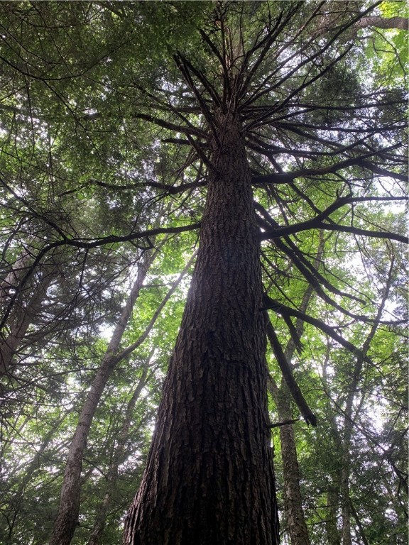 0 Windfall Road Ulysses, PA 16948 - Photo 8 of 8