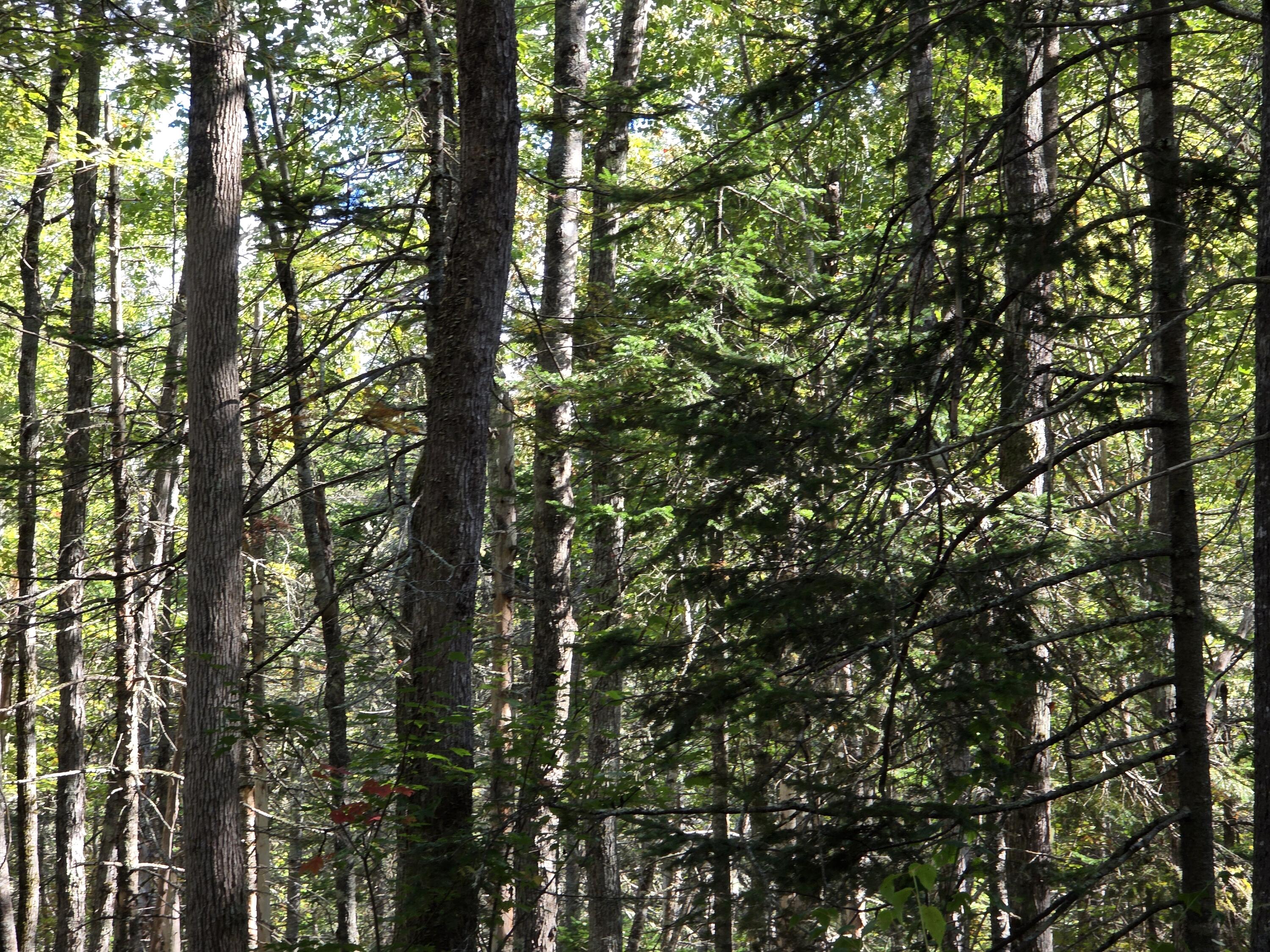 0 Back Searsport Road Belfast, ME 04915 - Photo 11 of 11 1000022317