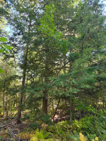 $79,000 | 0 Back Searsport Road, Belfast, ME 04915