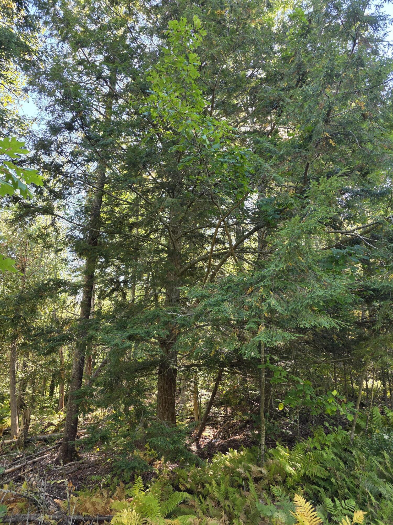 0 Back Searsport Road Belfast, ME 04915 - Photo 2 of 11 1000022311