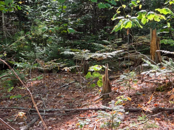 $79,000 | 0 Back Searsport Road, Belfast, ME 04915