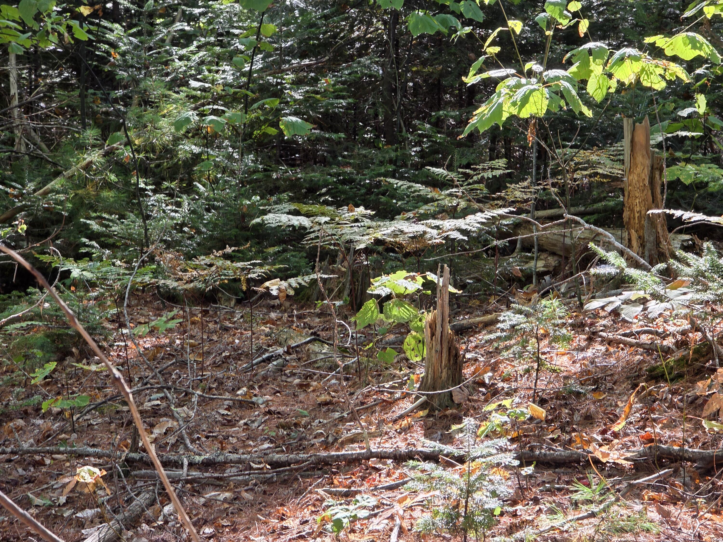 0 Back Searsport Road Belfast, ME 04915 - Photo 5 of 11 1000022318