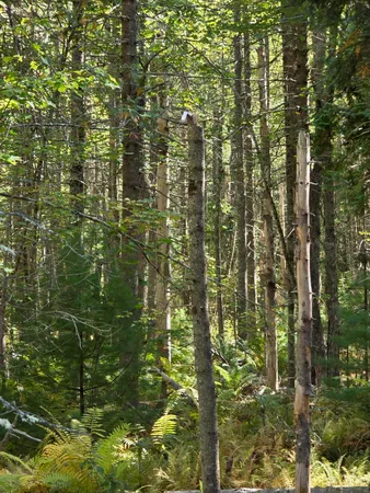 $79,000 | 0 Back Searsport Road, Belfast, ME 04915