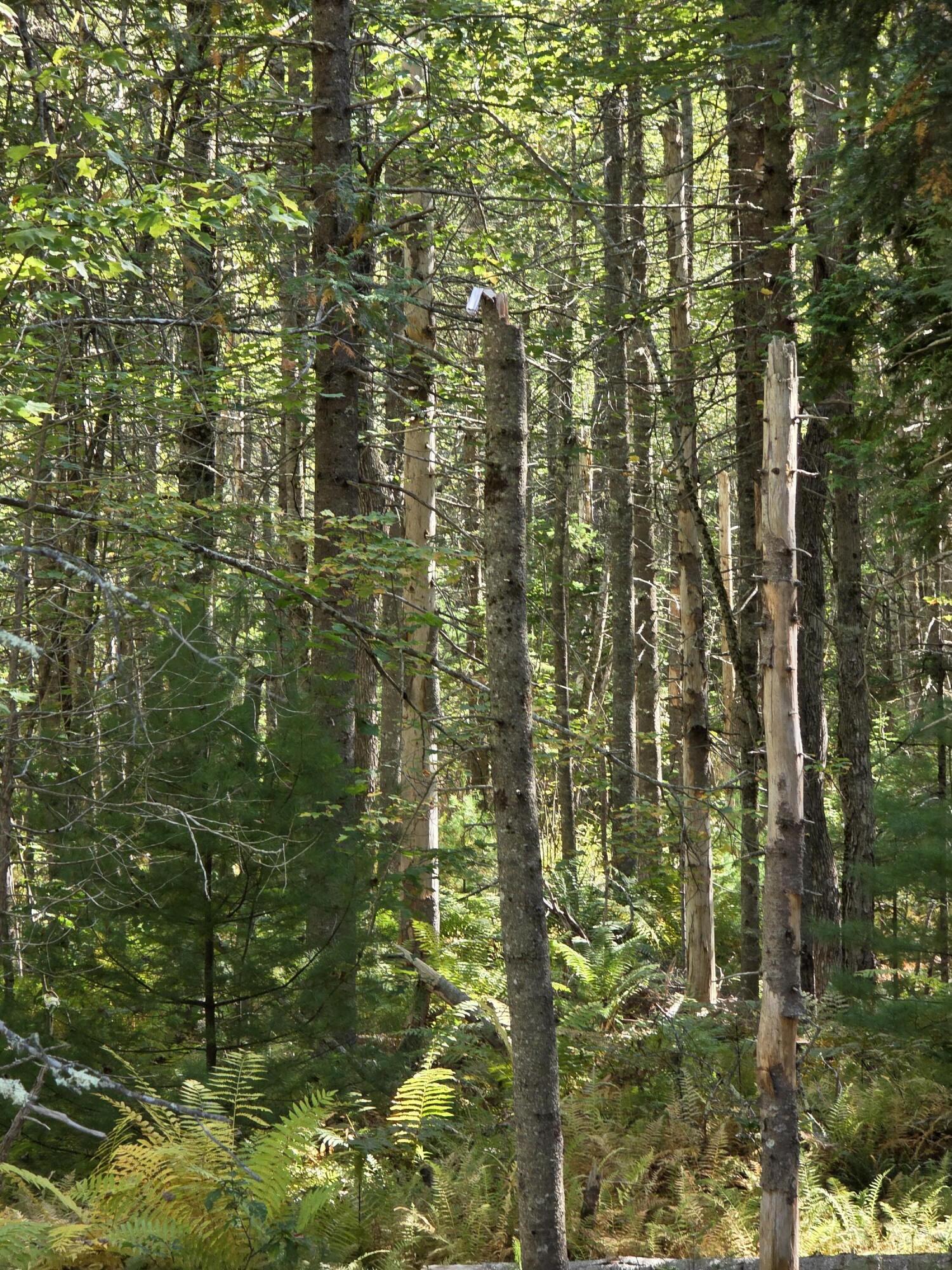 0 Back Searsport Road Belfast, ME 04915 - Photo 8 of 11 1000022309