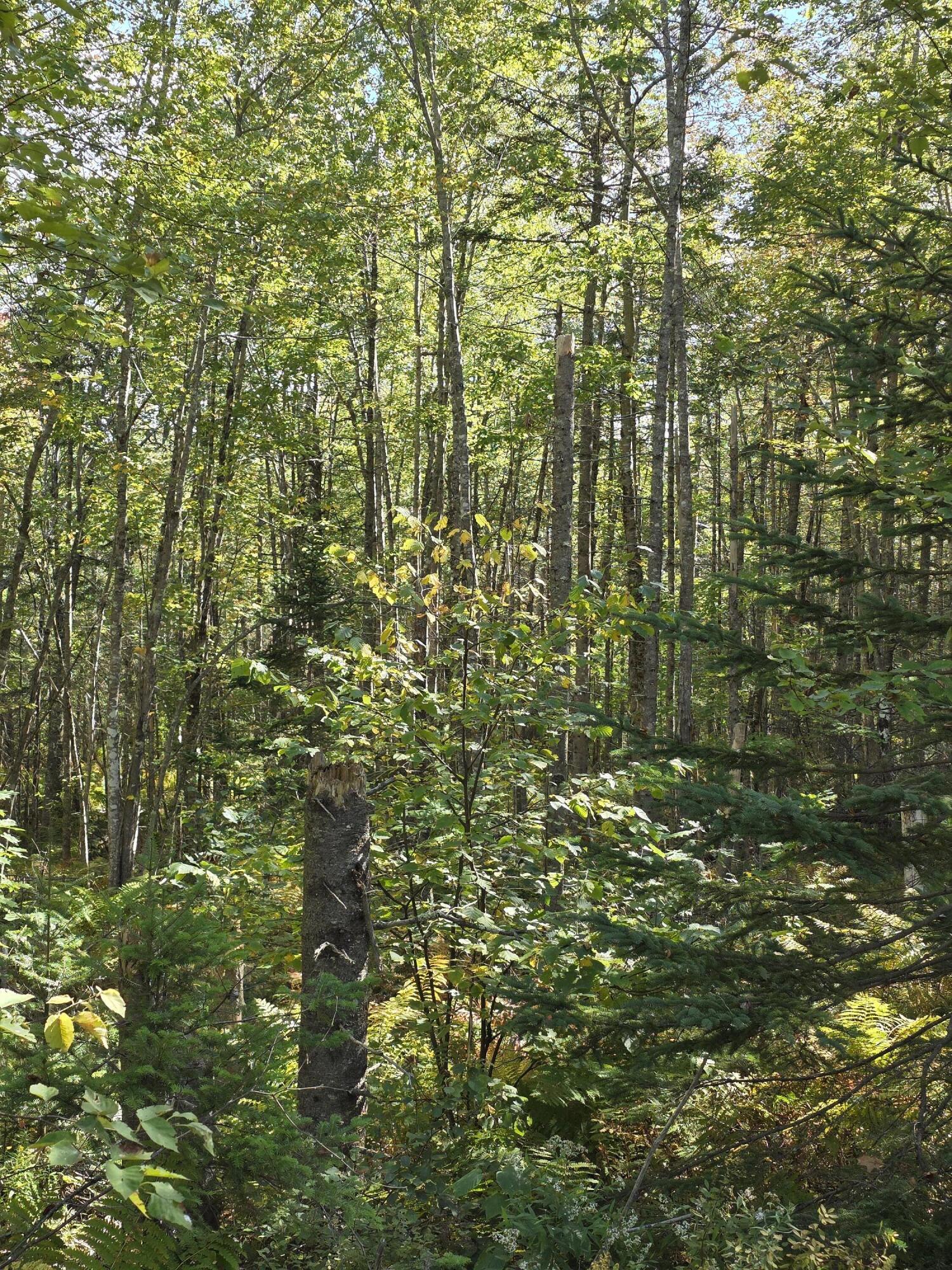 0 Back Searsport Road Belfast, ME 04915 - Photo 9 of 11 1000022310