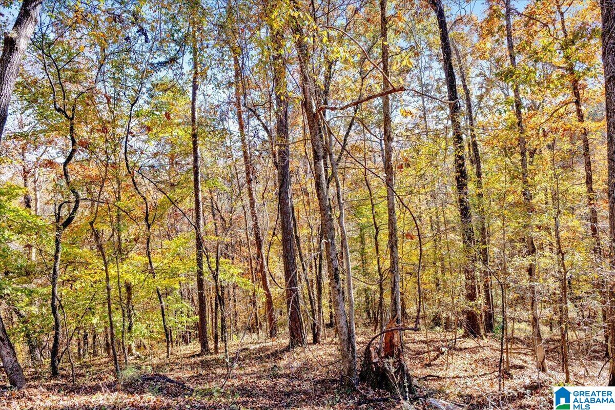 0 Hammock Road Trussville, AL 35173 - Photo 15 of 31