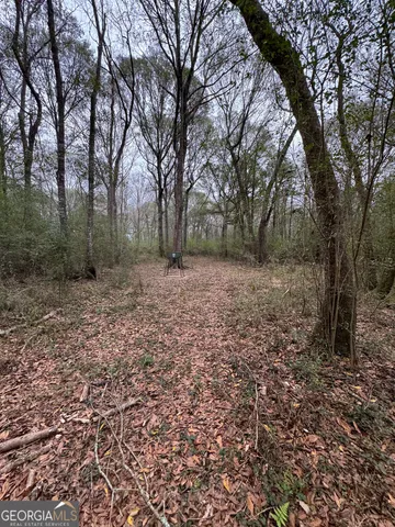 a view of a yard with trees