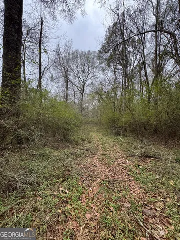 a view of a yard with a tree