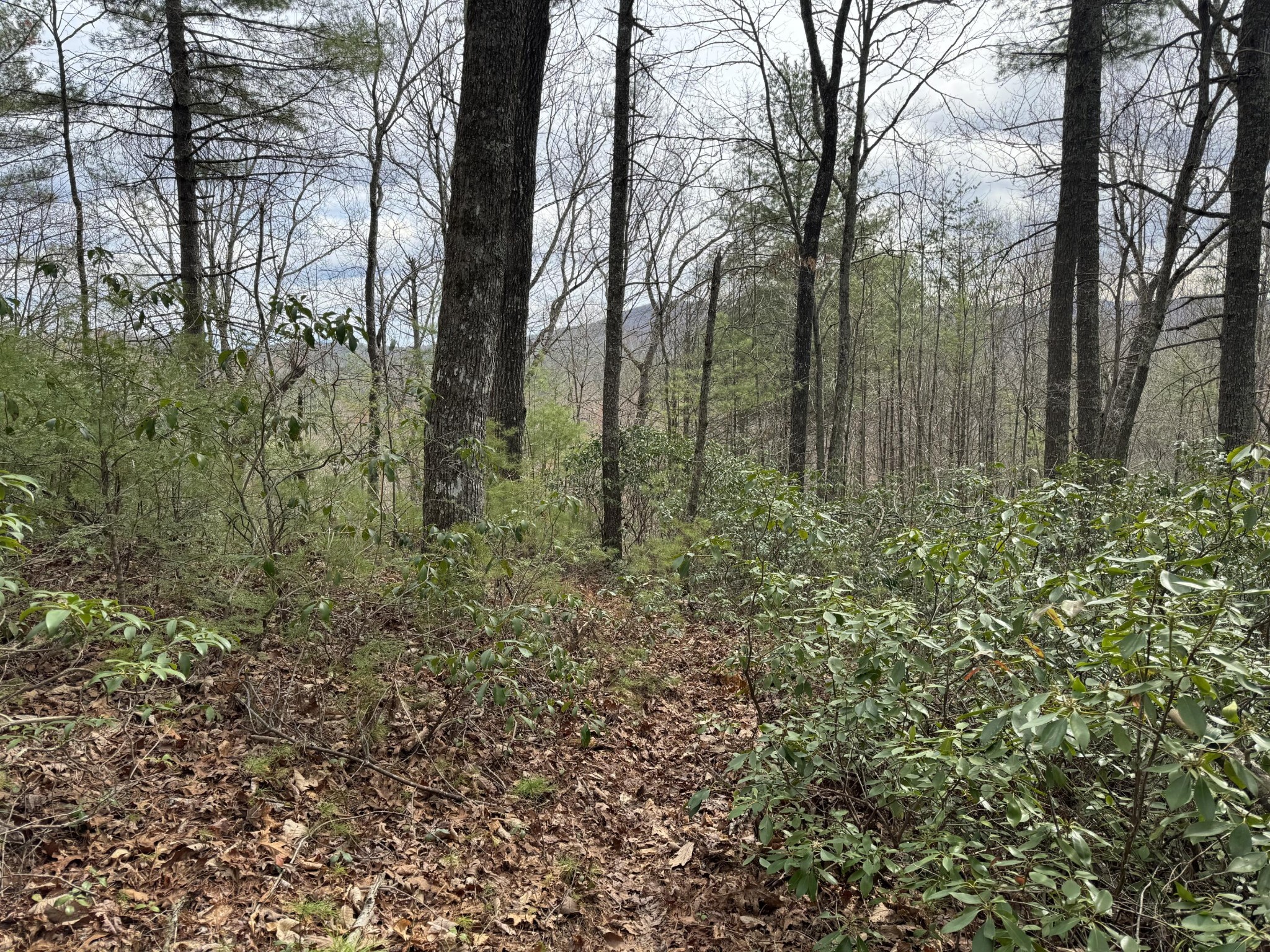 4238 Ridge Road Hartford, TN 37753 - Photo 17 of 41 Gallery Image 17