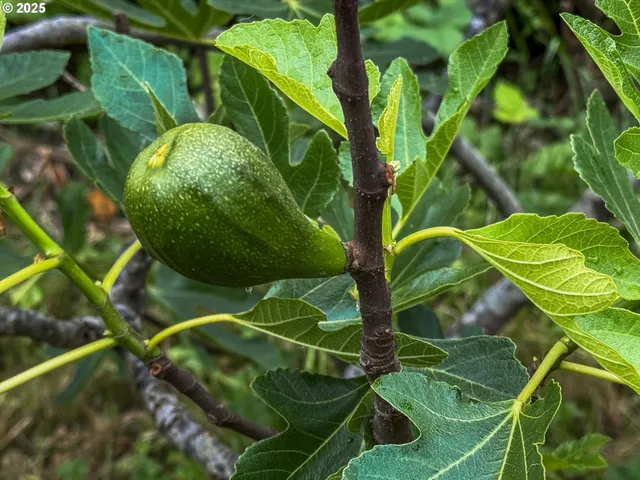 $749,950 | 7008 Southeast 302nd Avenue, Gresham, OR 97080